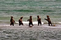grizzly,cub,composite,dancing,Alaska,wildlife,photography,stadsklev,Katmai,Naknek,"Brooks Camp","National Park",cub