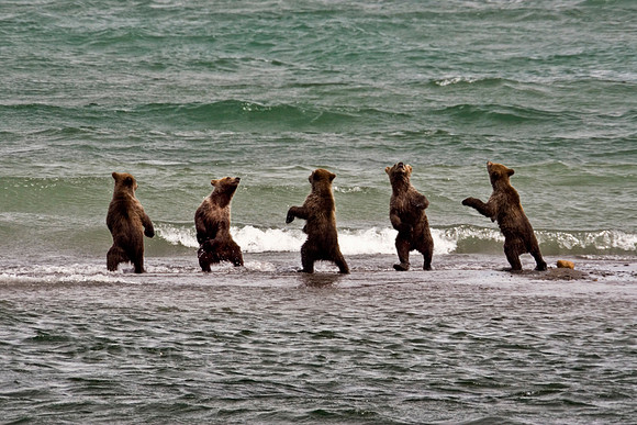 grizzly,cub,composite,dancing,Alaska,wildlife,photography,stadsklev,Katmai,Naknek,"Brooks Camp","National Park",cub