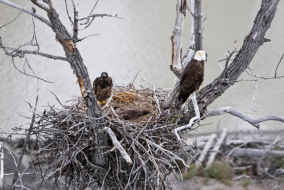 One in the nest