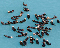 A Raft of Sea Otters close up