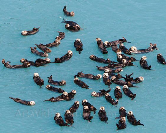 A Raft of Sea Otters close up