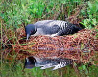 "common loon", loon, Alaska, reflection,nest,wildlife,stadsklev,photography,bird,nature,