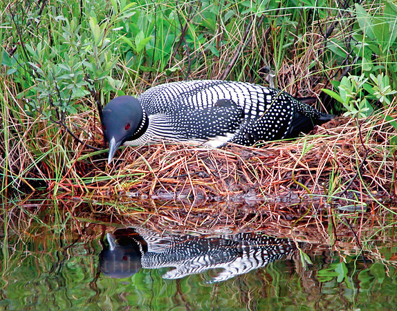 "common loon", loon, Alaska, reflection,nest,wildlife,stadsklev,photography,bird,nature,