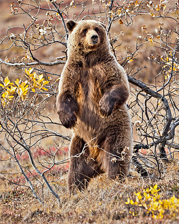 Lord of the Denali Park