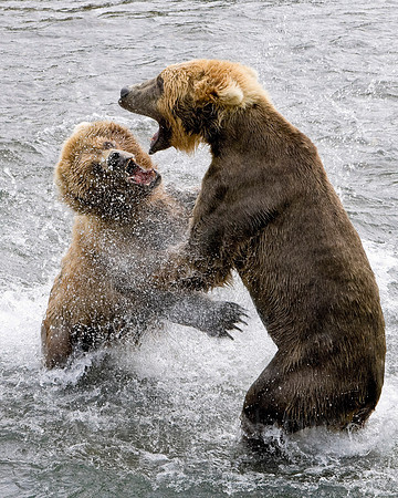 grizzly, bear, Brooks, Falls, Katmai, National, Park, salmon,Alaska,"grizzly bear","brooks camp"