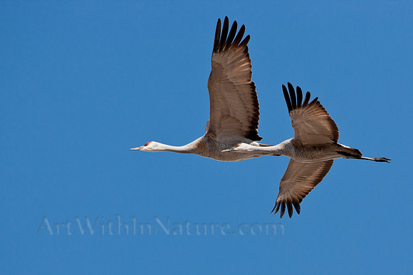 Alaska, sandhill, crane,birds, migration, wildlife,photography,stadsklev