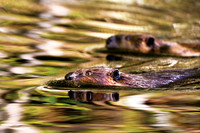 beavers,Alaska, wildlife,photography,stadsklev,swimming,water,colors,fall,closeup,safari