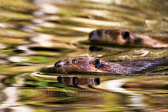 beavers,Alaska, wildlife,photography,stadsklev,swimming,water,colors,fall,closeup,safari