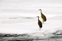 sandhill,crane,Alaska,migration,snow,wildlife,photography,stadsklev,birds,