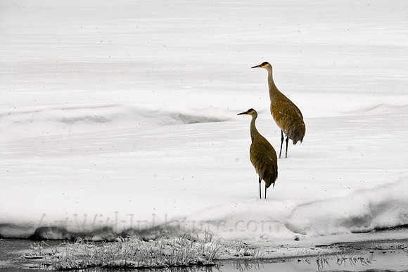 sandhill,crane,Alaska,migration,snow,wildlife,photography,stadsklev,birds,