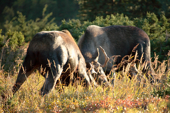moose,bull,Alaska,fall,rut,fighting,wildlife,photography,stadsklev,color,Anchorage,"powerline pass",safari,photo,image