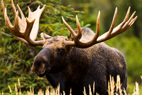 bull,moose,shed,velvet,Alaska,big,closeup,wildlife,photography,stadsklev