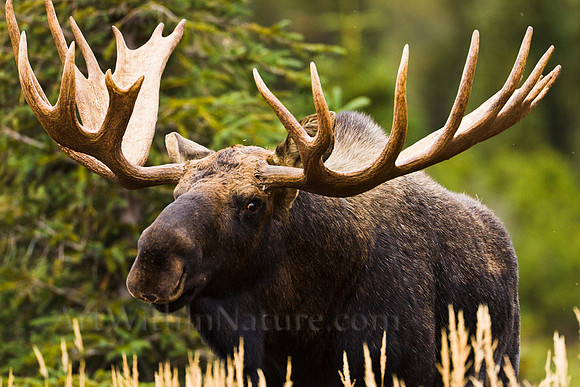 bull,moose,shed,velvet,Alaska,big,closeup,wildlife,photography,stadsklev