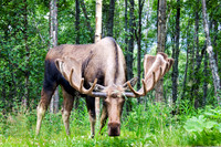 bull,moose,shed,velvet,Alaska,big,closeup,wildlife,photography,stadsklev