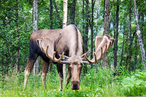 bull,moose,shed,velvet,Alaska,big,closeup,wildlife,photography,stadsklev