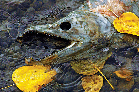 Salmon Spirit