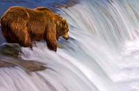 grizzly, bear, Brooks, Falls, Katmai, National, Park, salmon,Alaska,"grizzly bear","brooks camp",photography