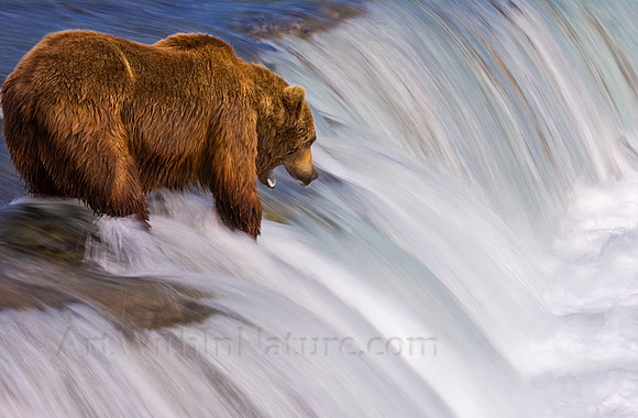 grizzly, bear, Brooks, Falls, Katmai, National, Park, salmon,Alaska,"grizzly bear","brooks camp",photography