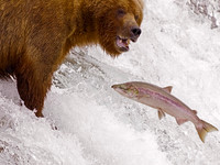 grizzly, bear, Brooks, Falls, Katmai, National, Park, salmon,Alaska,"grizzly bear","brooks camp"