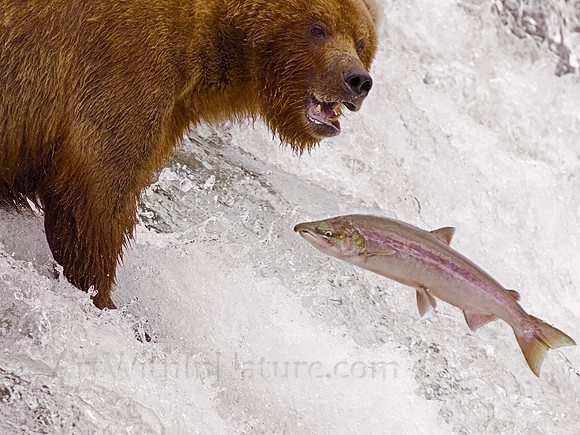 grizzly, bear, Brooks, Falls, Katmai, National, Park, salmon,Alaska,"grizzly bear","brooks camp"