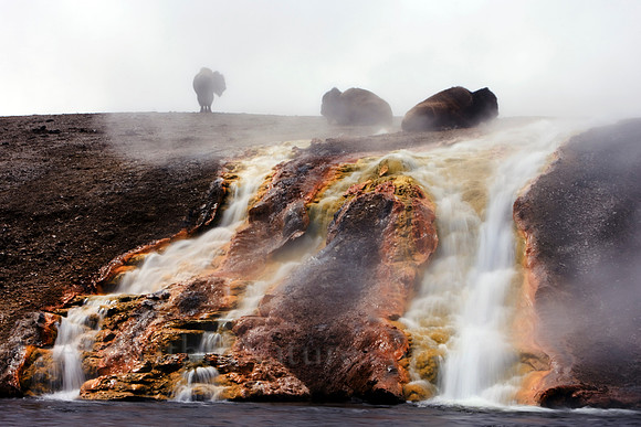 buffalo,Yellowstone,photography,wildlife,stadsklev,"hot springs",water,fog,bison