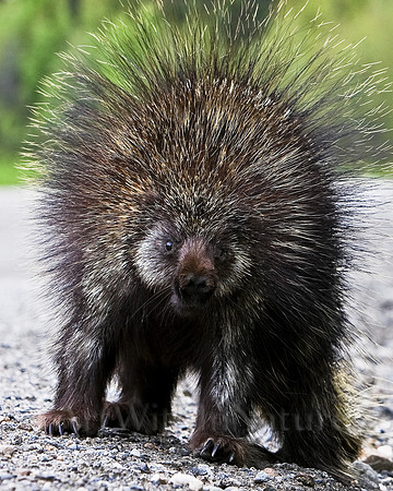 Alaska,porcupine, wildlife,photography,stadsklev,porcupine,
