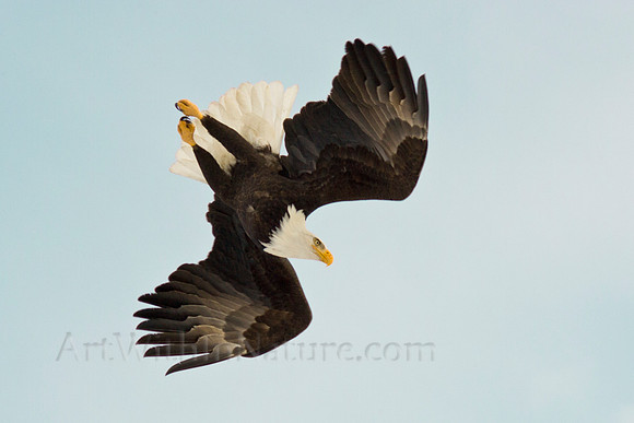 Bald Eagle In Alaska