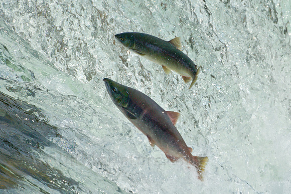 Brooks Falls, Salmon jump