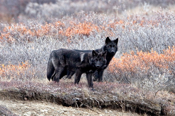 9610 Black wolves