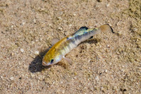pupfish,"pup fish", endangered,fish,"Death Valley",salt,closeup,macro,stadsklev,wildlife,photography
