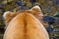 grizzly, bear, Brooks, Falls, Katmai, National, Park, cub,Alaska,"grizzly bear","brooks camp",wildlife,photography,stadsklev,safari