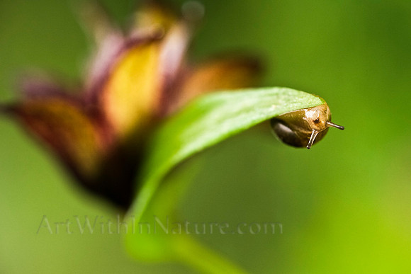 Alaska, Animals, Bugs, Flowers, "alaska photo pilot", "art with in nature", chocolate, flower, macro, nature, photography, spiral, stadsklev, wildlife