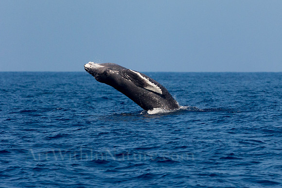Breaching Baby Whale