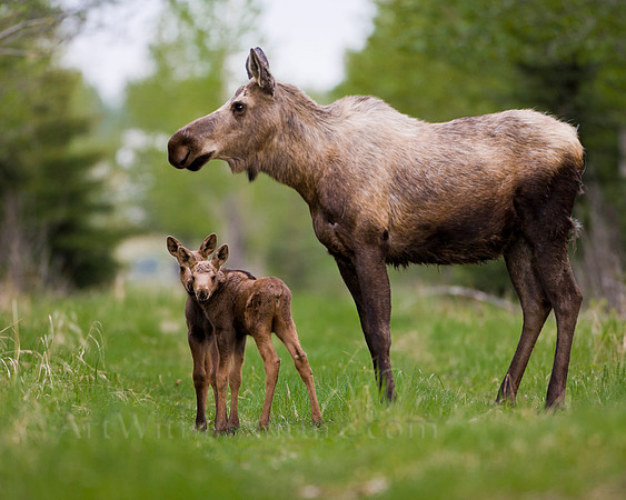 calf,moose,Alaska,closeup,wildlife,photography,stadsklev,curious,cow,fog