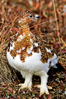 ptarmagin,bird,alaska,wildlife,photography,fall,colors,chicken,plumage,
