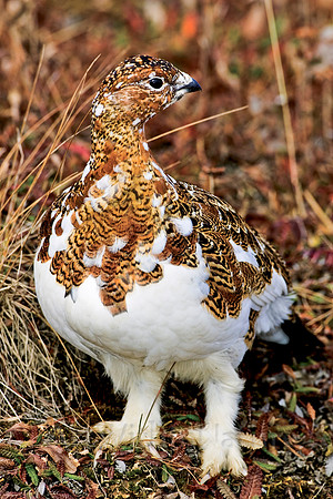 ptarmagin,bird,alaska,wildlife,photography,fall,colors,chicken,plumage,