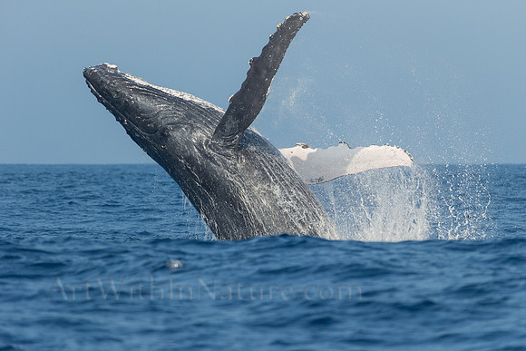 Breaching Whale