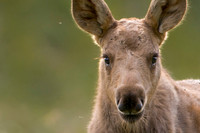 calf,moose,Alaska,closeup,wildlife,photography,stadsklev,curious
