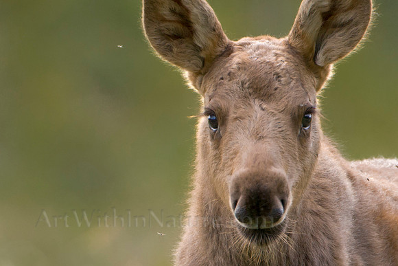 calf,moose,Alaska,closeup,wildlife,photography,stadsklev,curious