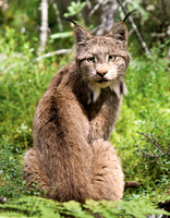 Brooks, Falls, Katmai, National, Park,Alaska,lynx,"brooks camp",photography