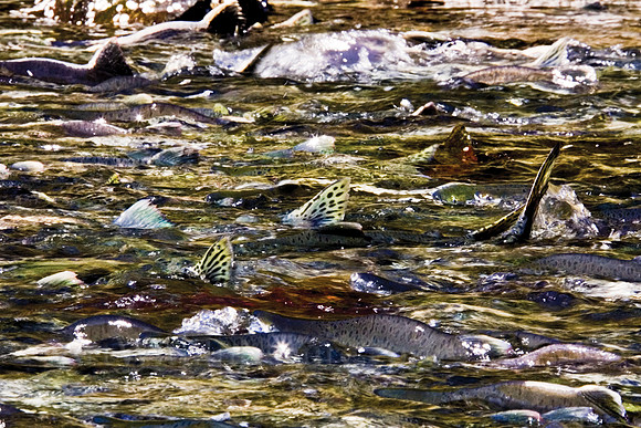 salmon,spawn,"prince william sound",fish,mating,river,alaska,wildlife,photography,stadsklev