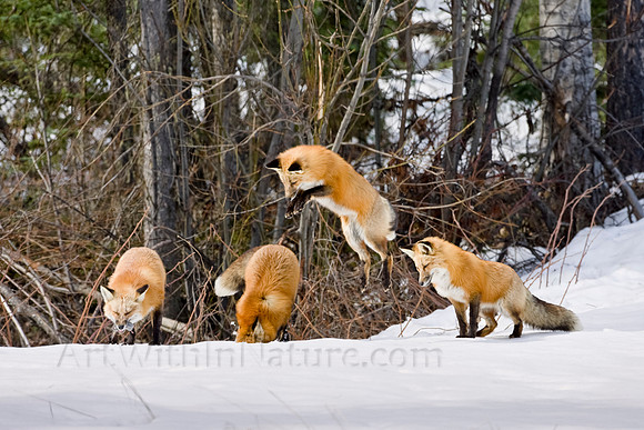 "red fox",fox,Alaska,snow,wildlife,photography,stadsklev,hunting,jumping,composite