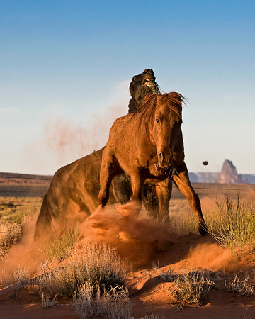 horses,desert,mustangs,wildlife,photography,stadsklev,Arizona,stallion,mare,fighting