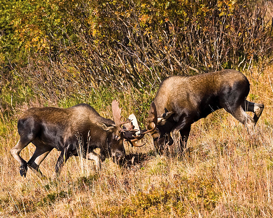moose,bull,Alaska,fall,rut,fighting,wildlife,photography,stadsklev,color,Anchorage,"powerline pass",safari,photo,image