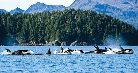 orca,Alaska,"iller whales",pod,stadsklev,wildlife,photography