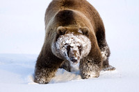 Grizzly, "Denali National Park", denali, mckinley, bear, fall, alaska,snow,wildlife,photography,safari