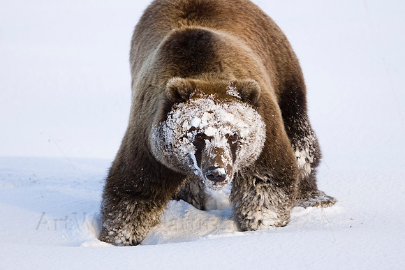 Grizzly, "Denali National Park", denali, mckinley, bear, fall, alaska,snow,wildlife,photography,safari