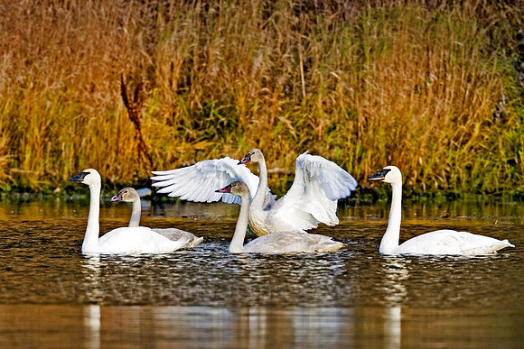 Swan,trumpeter,bird,Alaska,migration,wildlife,photography,stadsklev