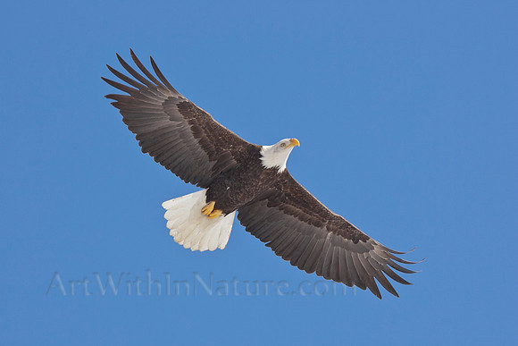 Bald Eagle In Alaska
