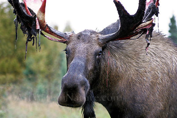 bull,moose,shed,velvet,Alaska,big,closeup,wildlife,photography,stadsklev
